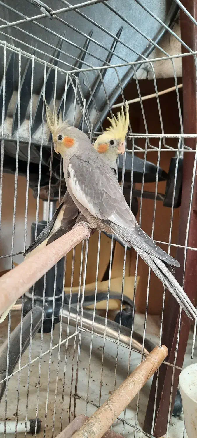 فروش چنو عدد عروس هلندی رام جوجه و بالغ|پرنده|اسفراین, |دیوار