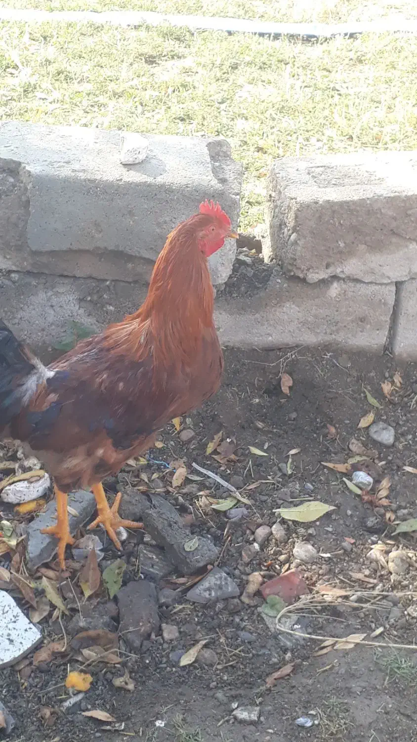 خروس محلی|حیوانات مزرعه|بکتاش, |دیوار