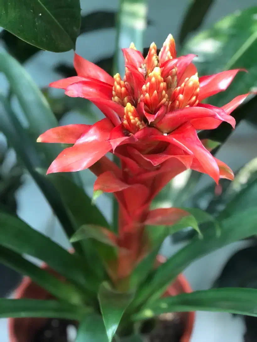 گیاه آپارتمانی|گل و گیاه طبیعی|تهران, آبشار تهران (دریاچه)|دیوار