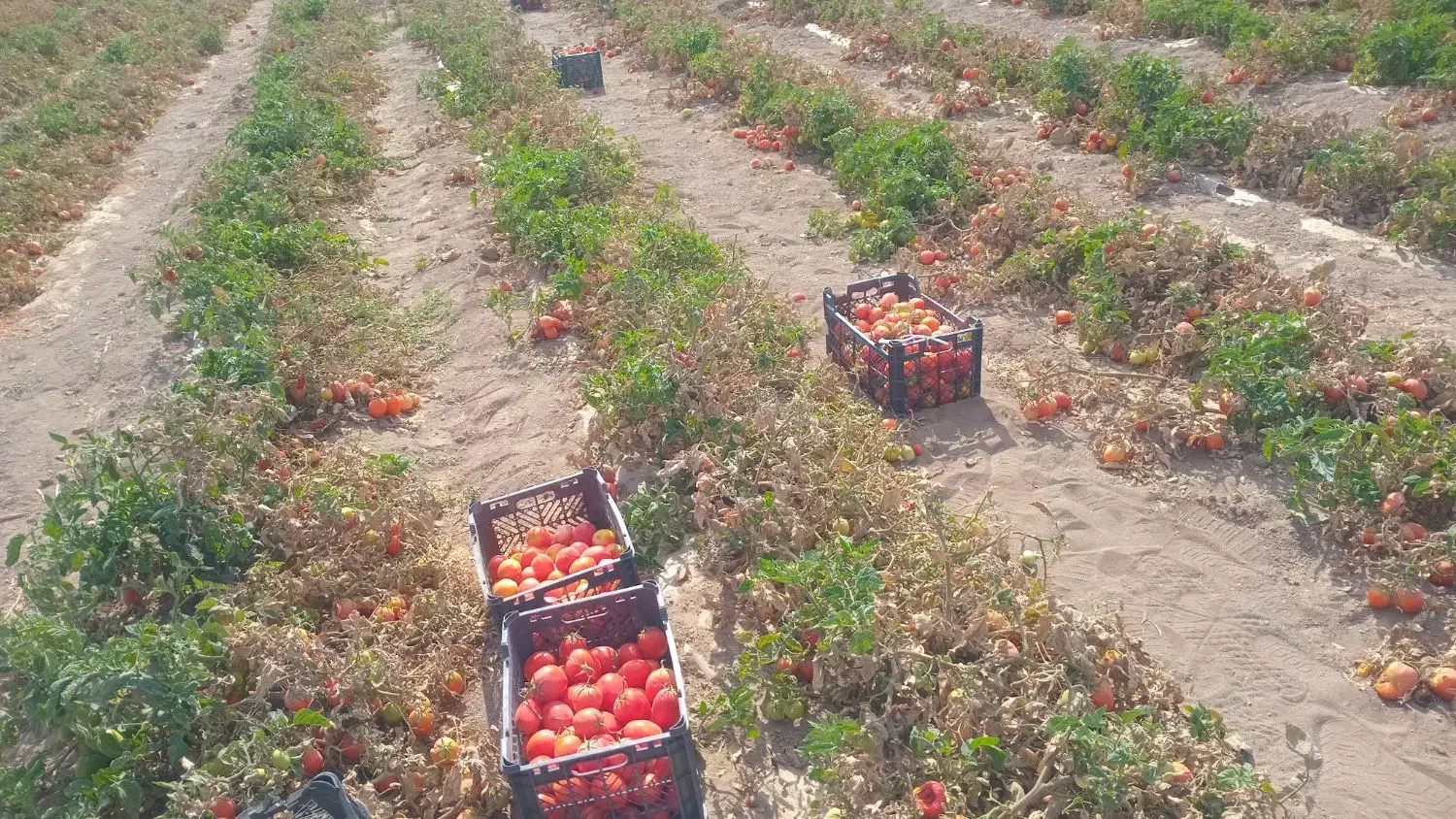 گوجه فرنگی|خوردنی و آشامیدنی|شاهنجرین, |دیوار
