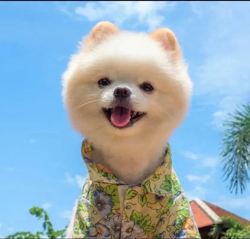 سگ پامرانین خرسی بوفیس (جفتگیری)|سگ|شیراز, گلکوب|دیوار