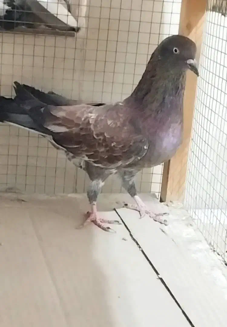 کبوتر کلع ای اصیل|پرنده|بندر گناوه, |دیوار