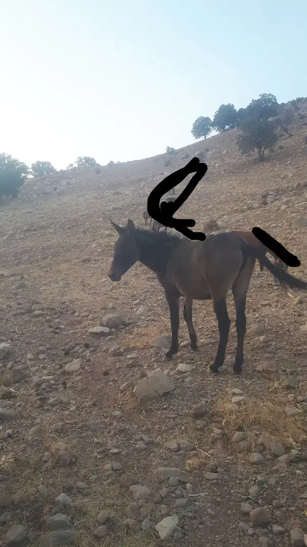 قاطر|حیوانات مزرعه|اندیمشک, |دیوار