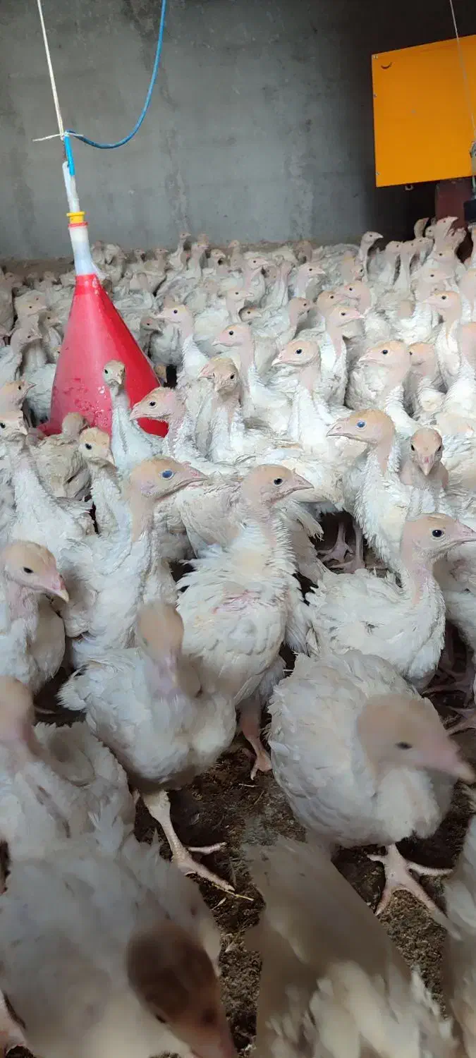 بوقلمون بیوتی|حیوانات مزرعه|مرودشت, تخت جمشید|دیوار