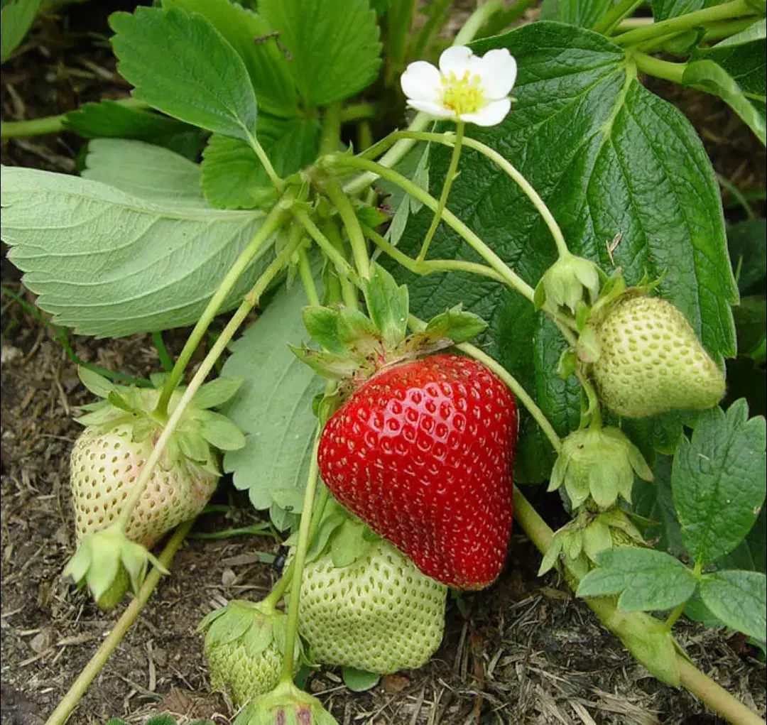 نهال توت فرنگی|عمده‌فروشی|خان ببین, |دیوار