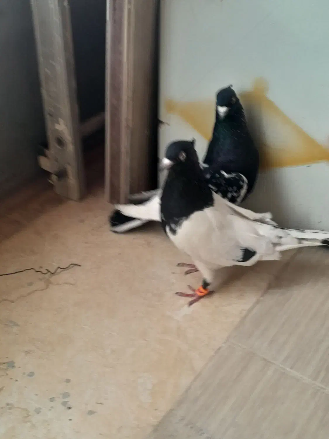 کله سیاه نر ماده به ضمانت تخم جوجه|پرنده|مه ولات, |دیوار