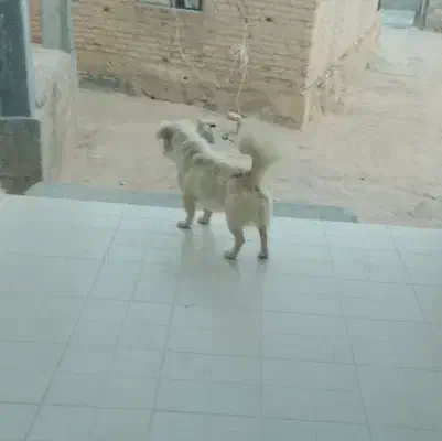 سگ پا کوتاه|سگ|آشخانه, |دیوار