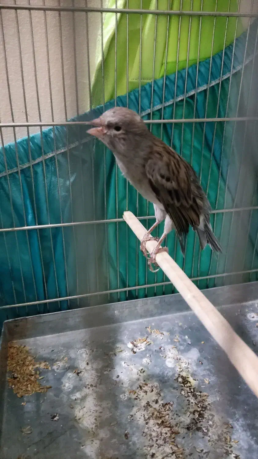 قناری دوساله دهن سر لر بخون دهن ایوب رحمتی|پرنده|بومهن, |دیوار