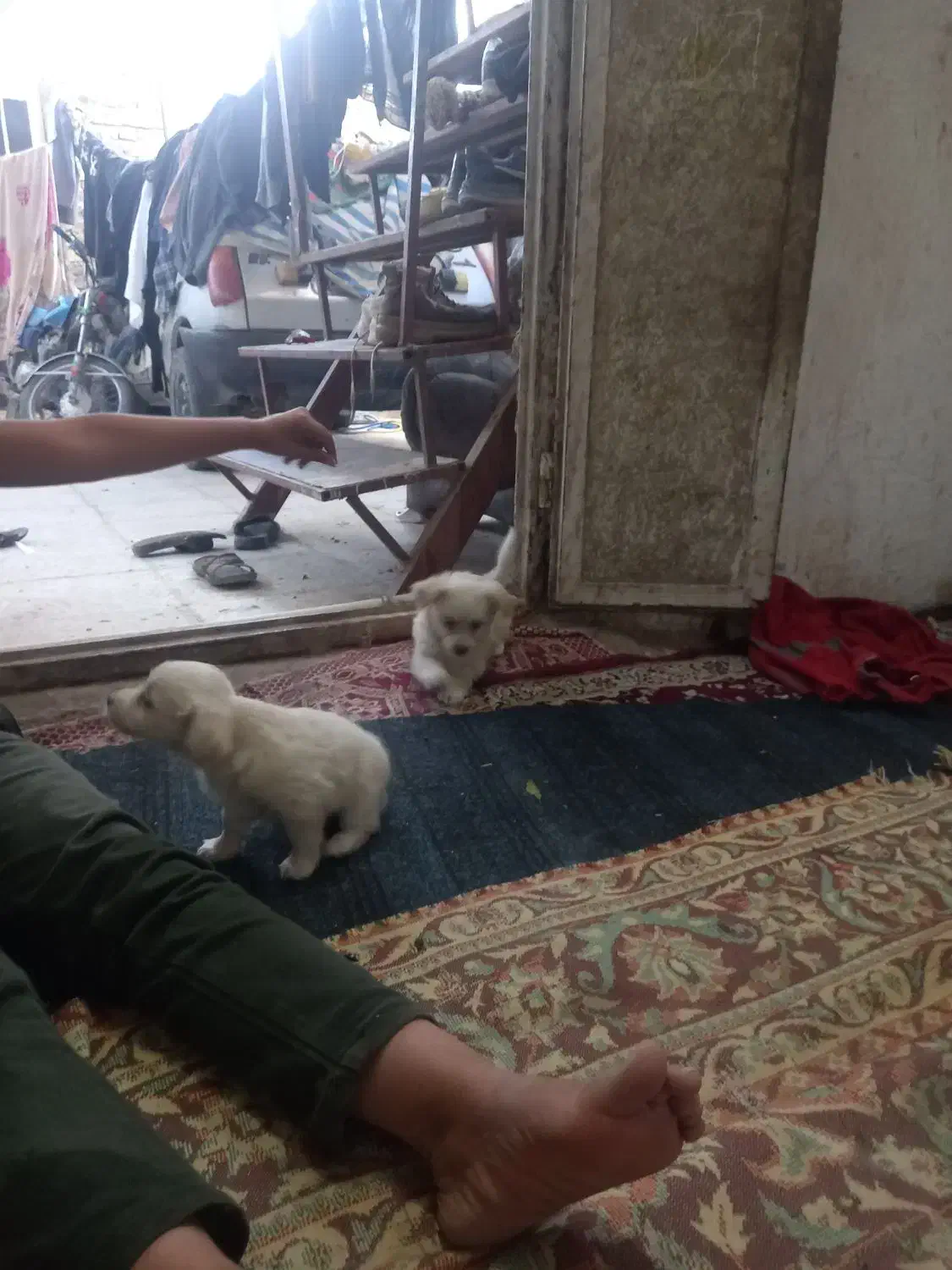 جفت جوجه سگ پامر خرسی روباهی گوش سیخ|سگ|زابل, |دیوار