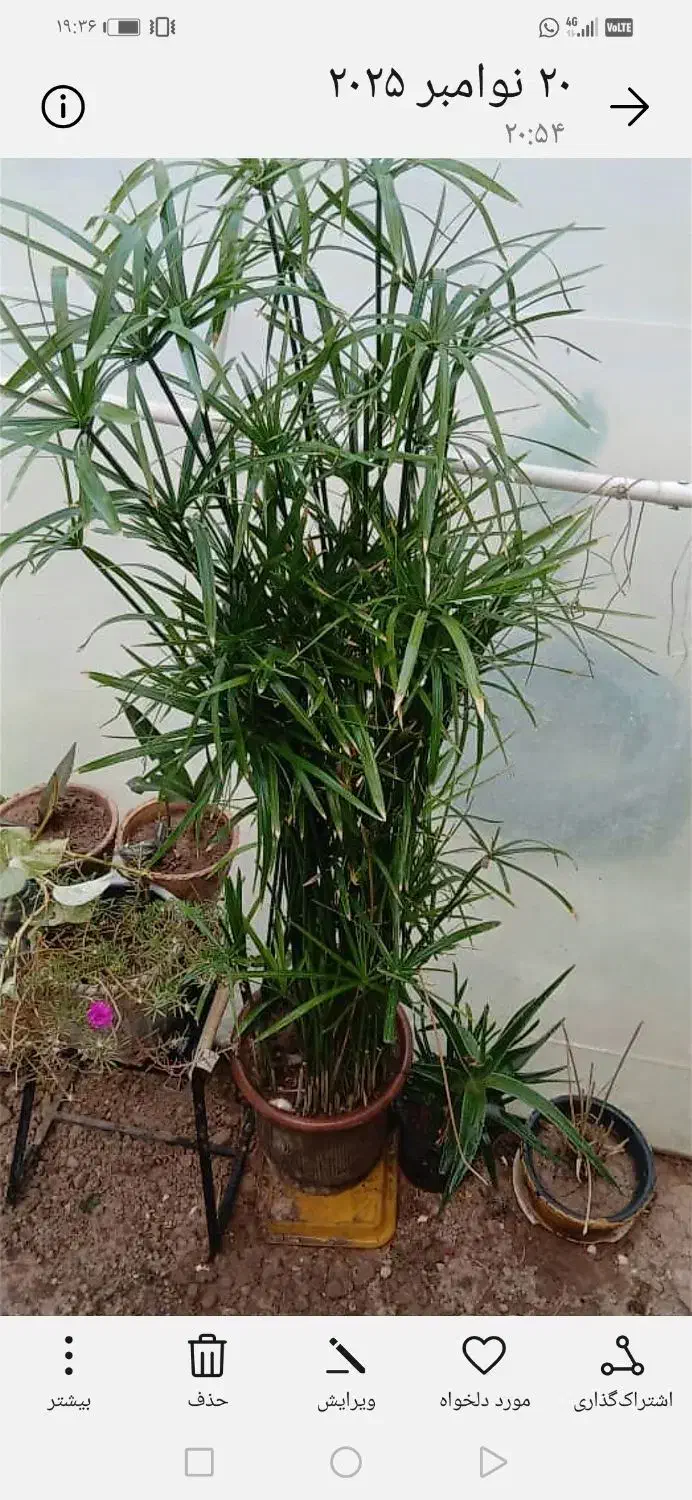 یک عد نخل مرداب 1مترو بیست وعدد خرگوشی|گل و گیاه طبیعی|شیراز, تحویلی|دیوار