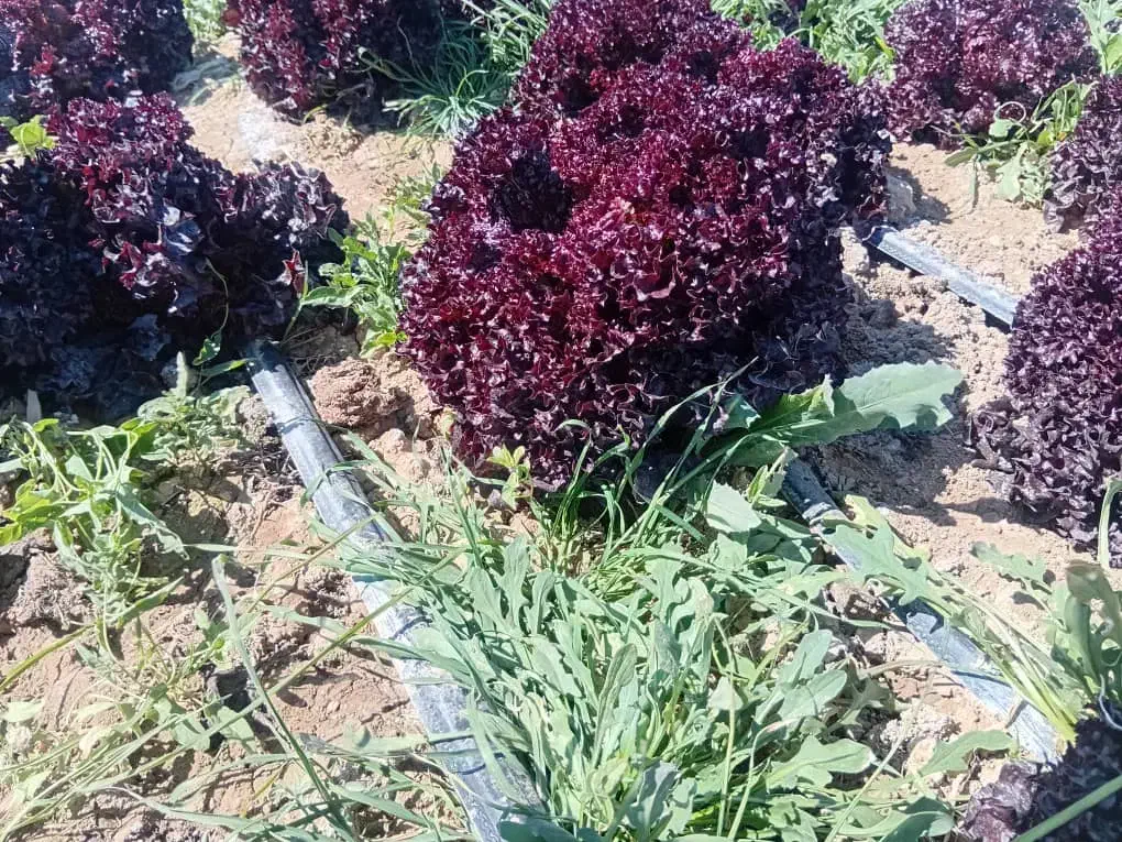 کاهو فرانسوی عمده|خوردنی و آشامیدنی|مشهد, فتح المبین|دیوار