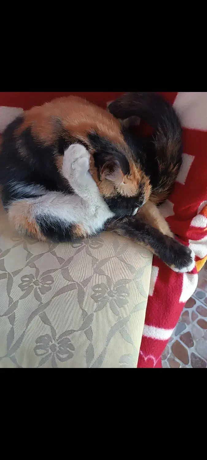 گربه خانگی رایگان|گربه|مشکیندشت, |دیوار