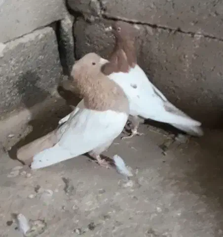 سینه زرد و سرخ آس|پرنده|فردوس (خراسان), |دیوار