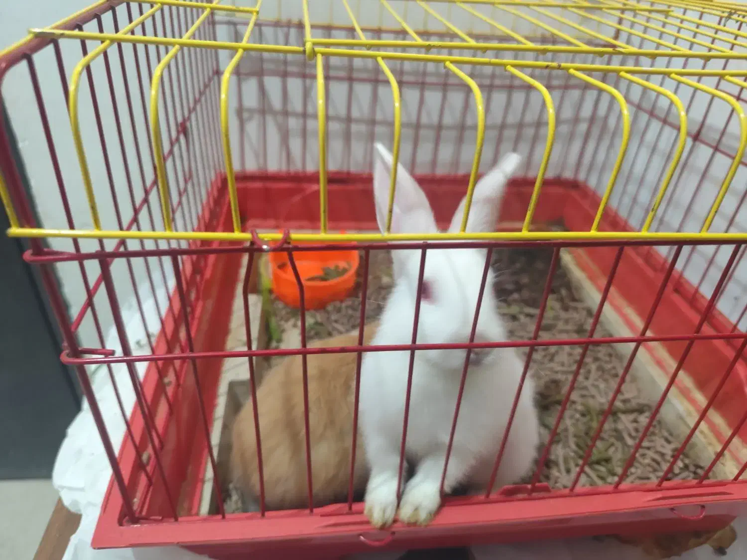 خرگوش مینیاتوری|موش و خرگوش|کرمانشاه, |دیوار