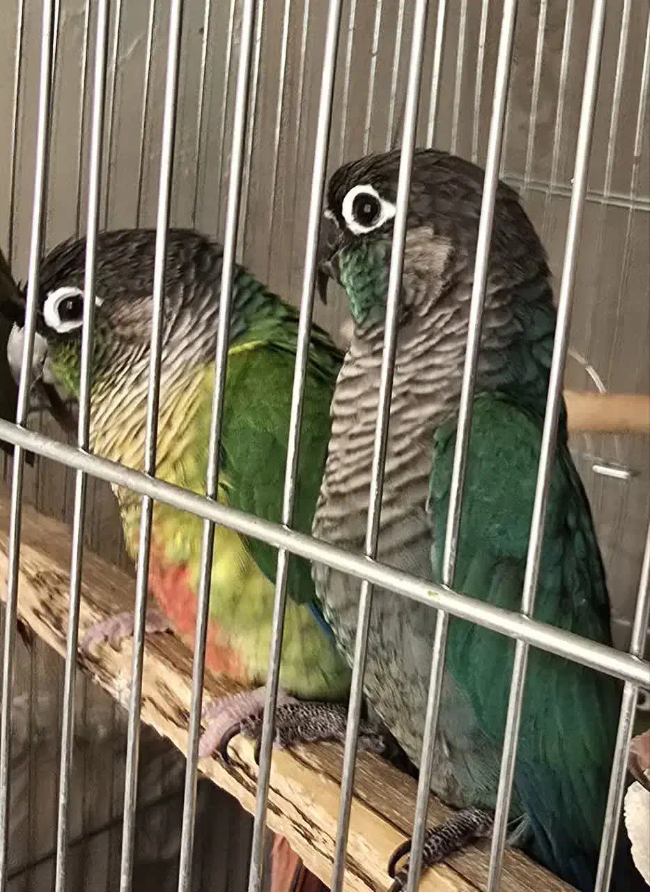 پرنده|پرنده|تهران, خواجه نصیر طوسی|دیوار