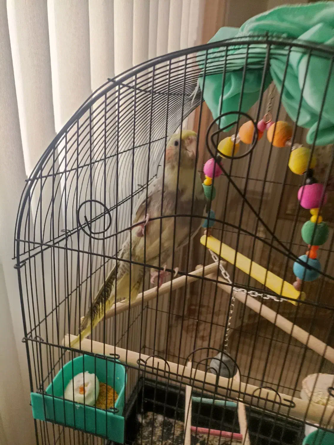 عروس هلندی|پرنده|محمدشهر, محمدشهر|دیوار