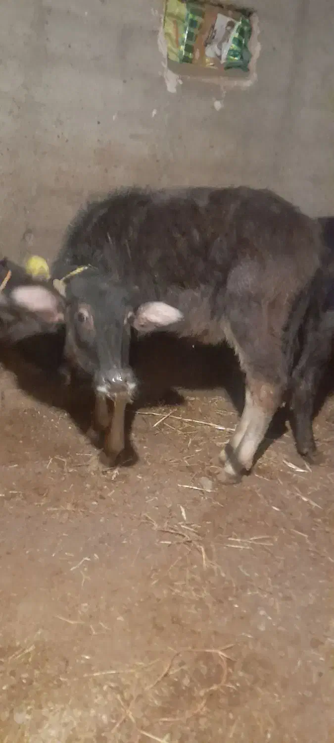 گوساله گاومیش|حیوانات مزرعه|انزل, |دیوار