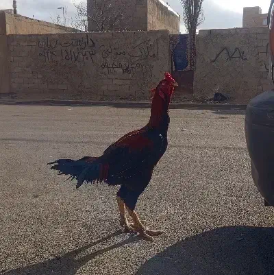 لاری اصیل|حیوانات مزرعه|اردبیل, |دیوار