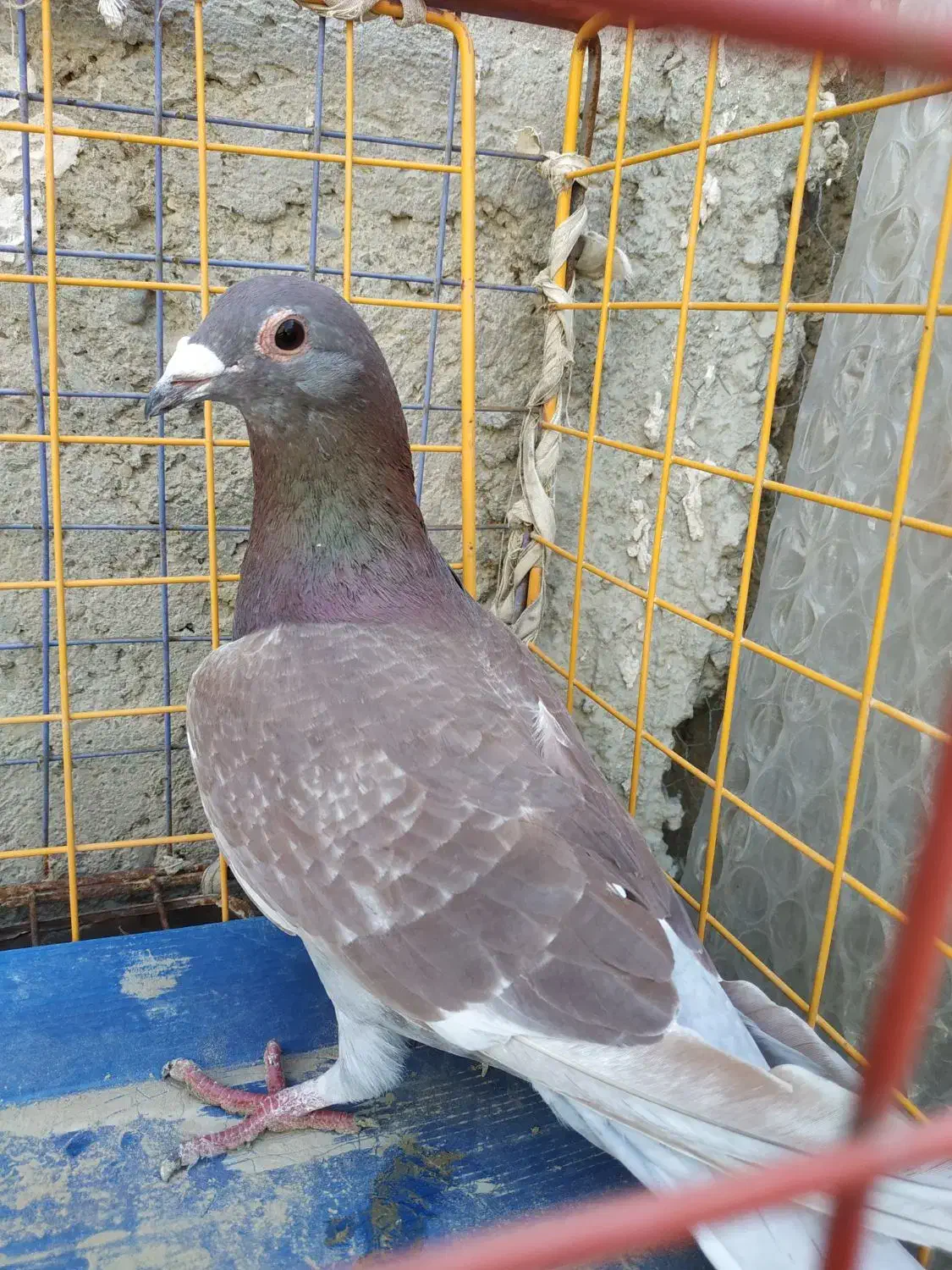 سرخ نر مسافتی|پرنده|سراوان, |دیوار