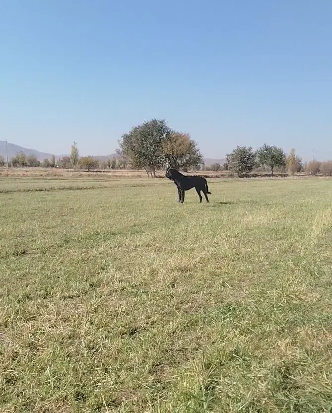 سگ قدریجونی|سگ|قره چای, |دیوار