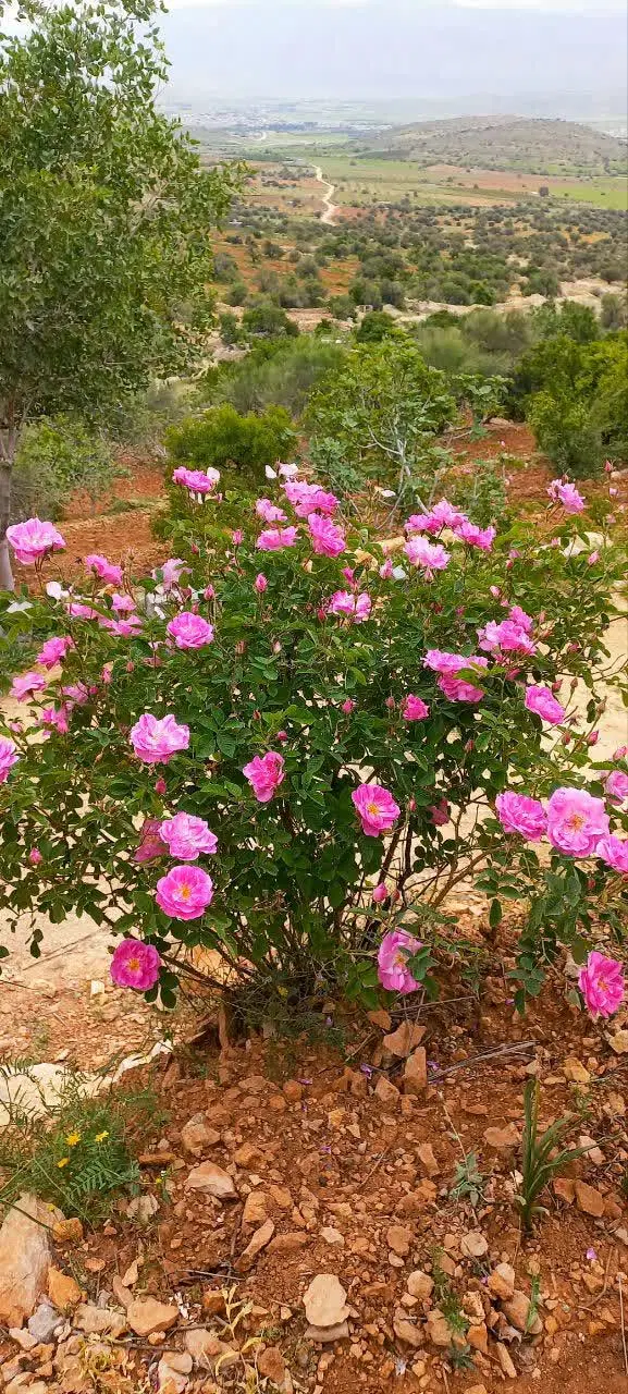 گلاب|گل و گیاه طبیعی|میمند, |دیوار