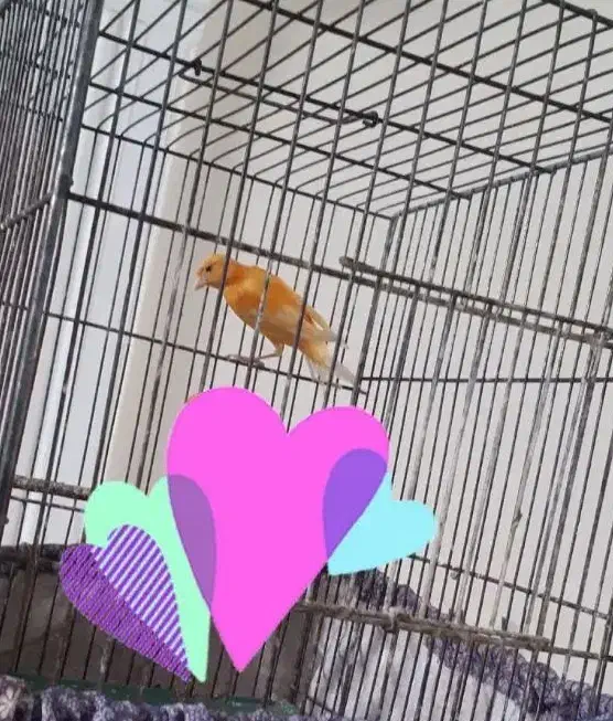 عشق|پرنده|بیرجند, |دیوار