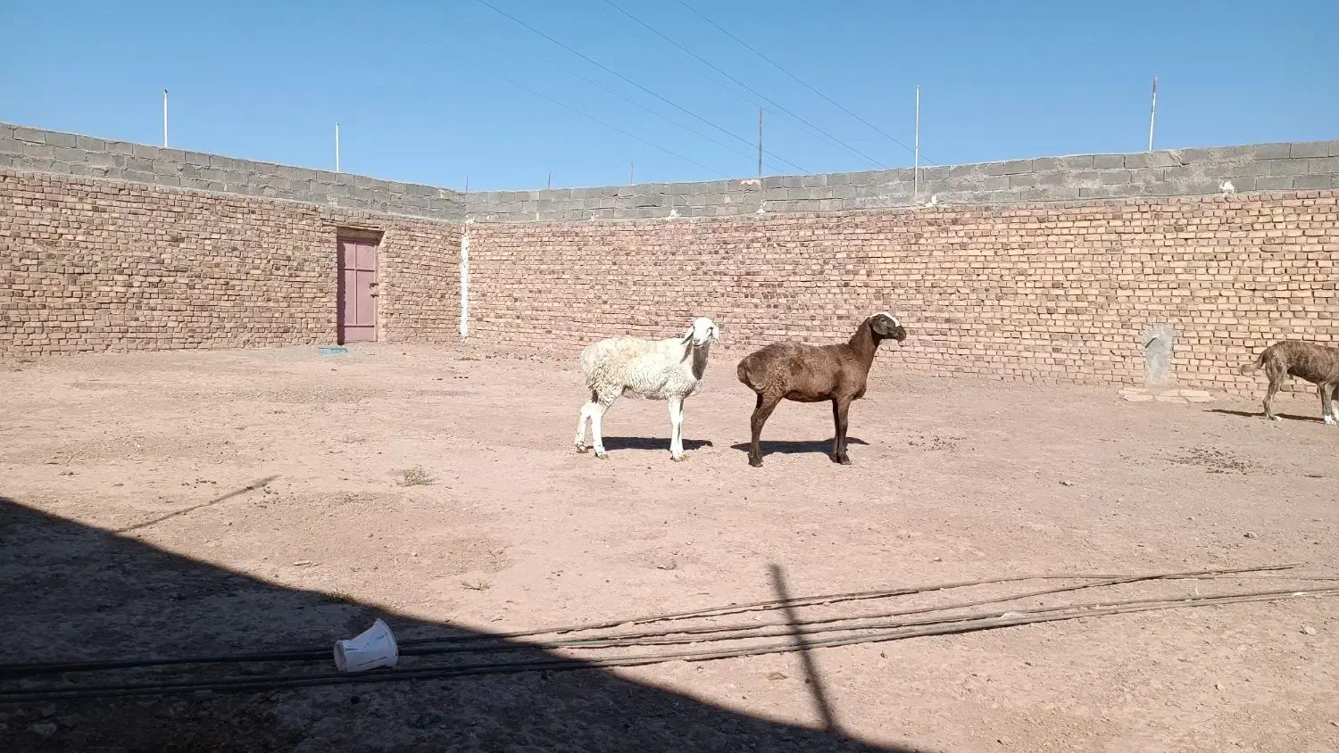 دوراس کاور عربی|حیوانات مزرعه|تربت جام, کاریز نو سفلی|دیوار