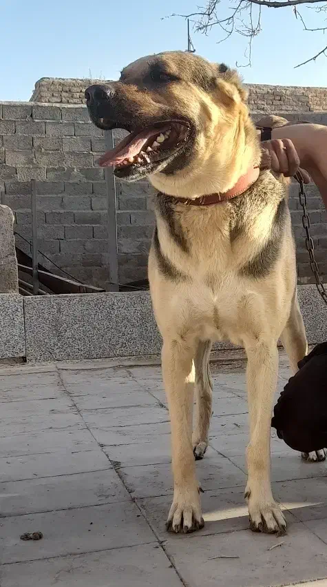 واگذاری سگ افغان|سگ|یزدان شهر, |دیوار