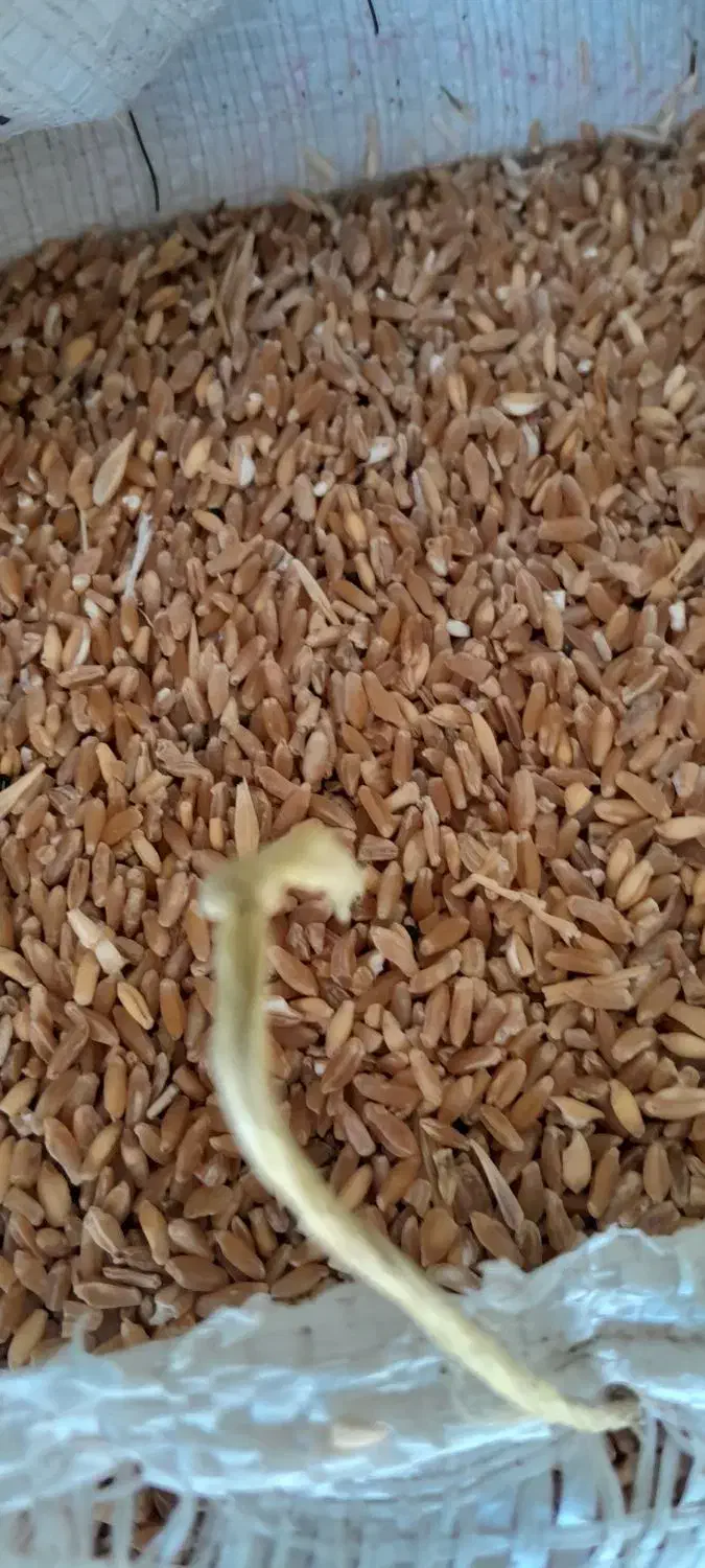 گندم وباقلا|لوازم جانبی حیوانات|سرپل ذهاب, |دیوار