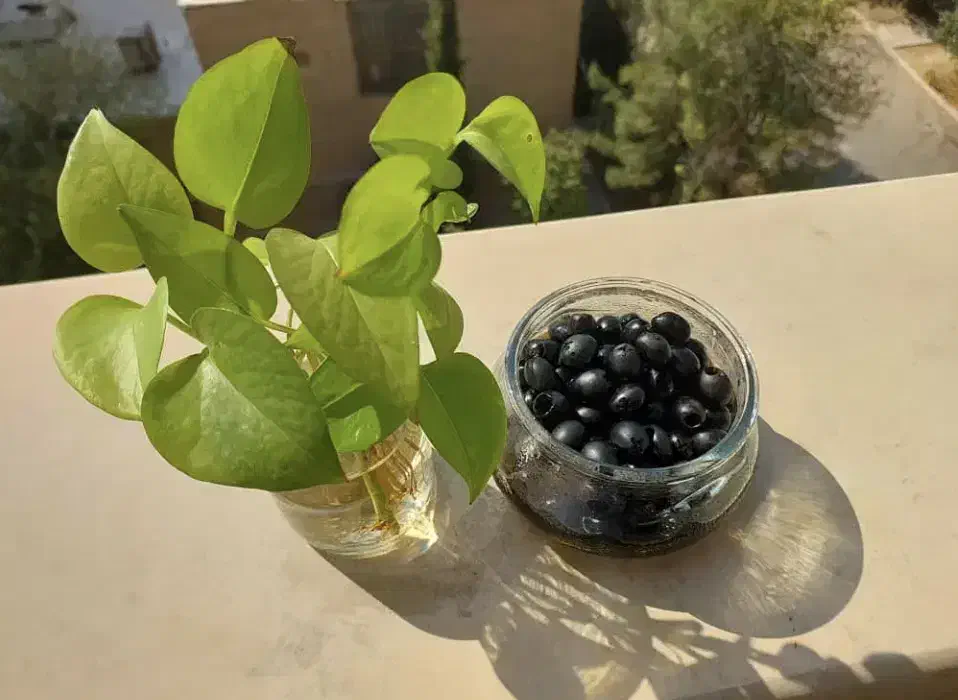 زیتون|خوردنی و آشامیدنی|رشت, آتشگاه|دیوار