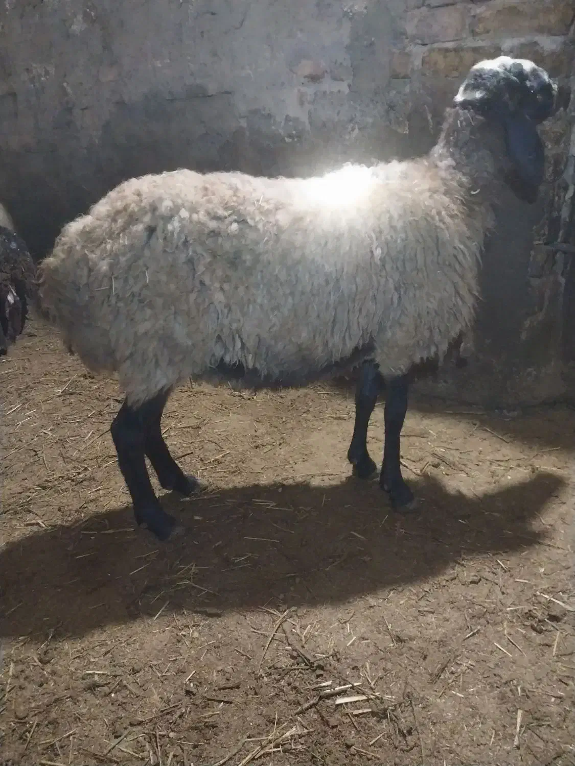 میش|حیوانات مزرعه|سلطانیه, |دیوار