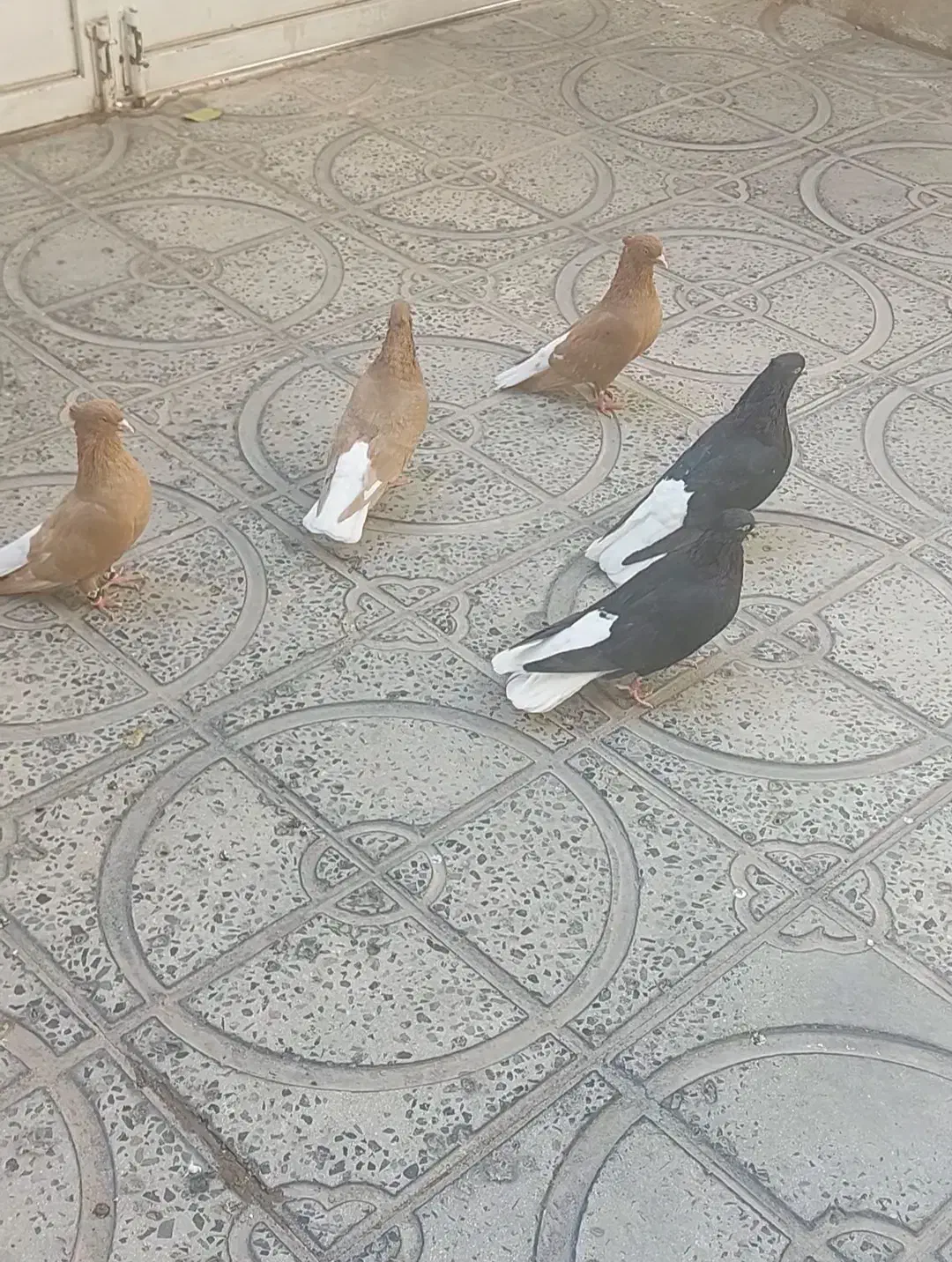 کبوتر ۳عددنر ۲تا ماده|پرنده|ایوان, |دیوار