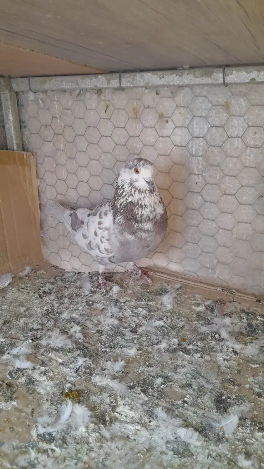 کبوترنرقلمکار کاشونی سو قدیمی بپروبازیکن|پرنده|شاهین‌شهر, حاجی آباد|دیوار