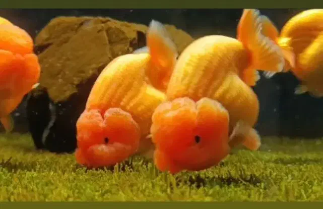 گلدفیش رنچو مولد تضمینی|ماهی|تهران, جیحون|دیوار