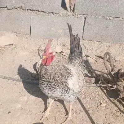 فروش خروس محلی|حیوانات مزرعه|یاسوج, |دیوار