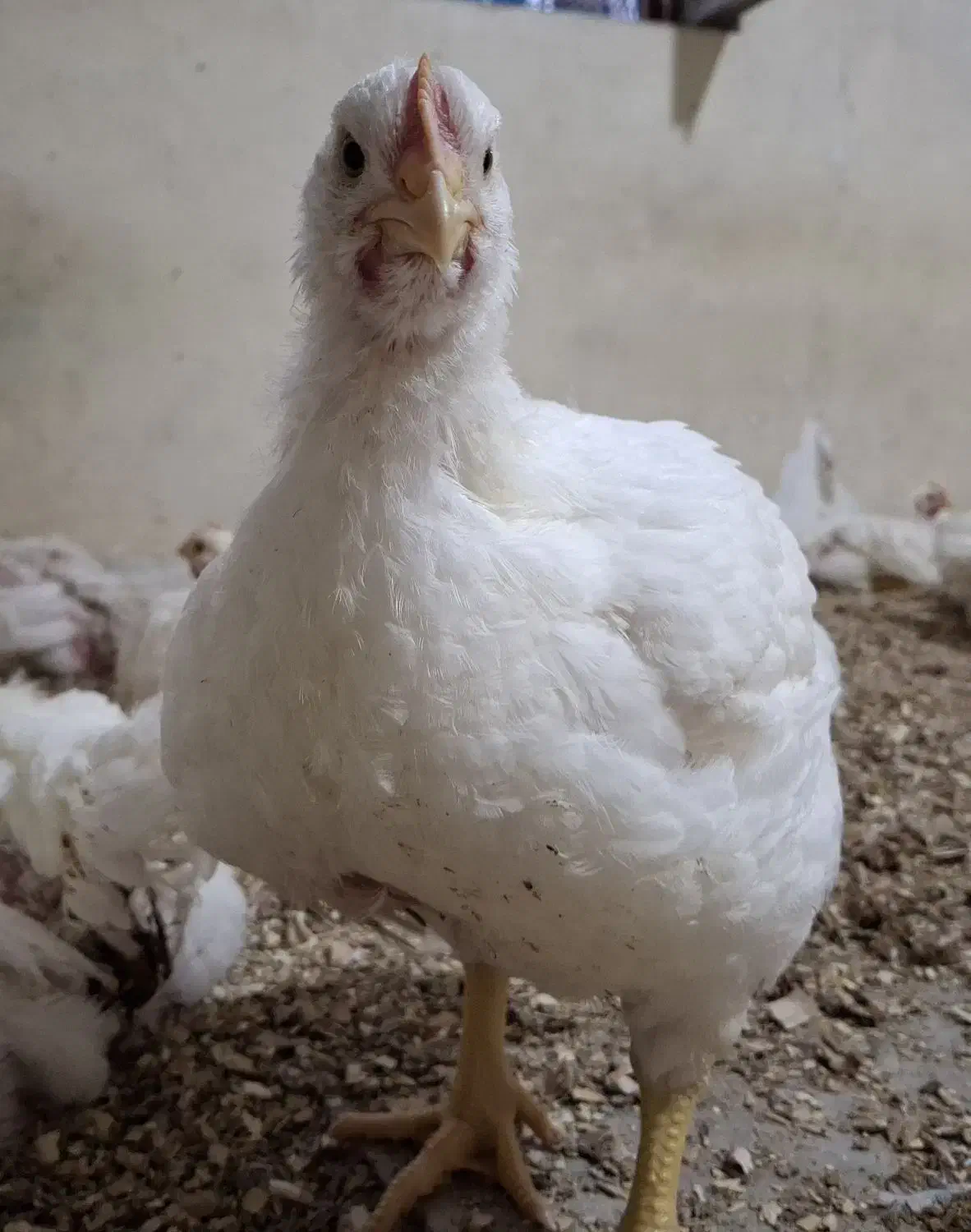 مرغ زنده گوشتی|حیوانات مزرعه|چهارباغ, |دیوار