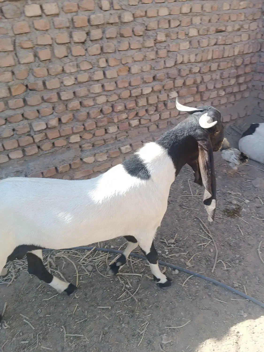 نر بز پاکستانی اصل|حیوانات مزرعه|مه ولات, |دیوار