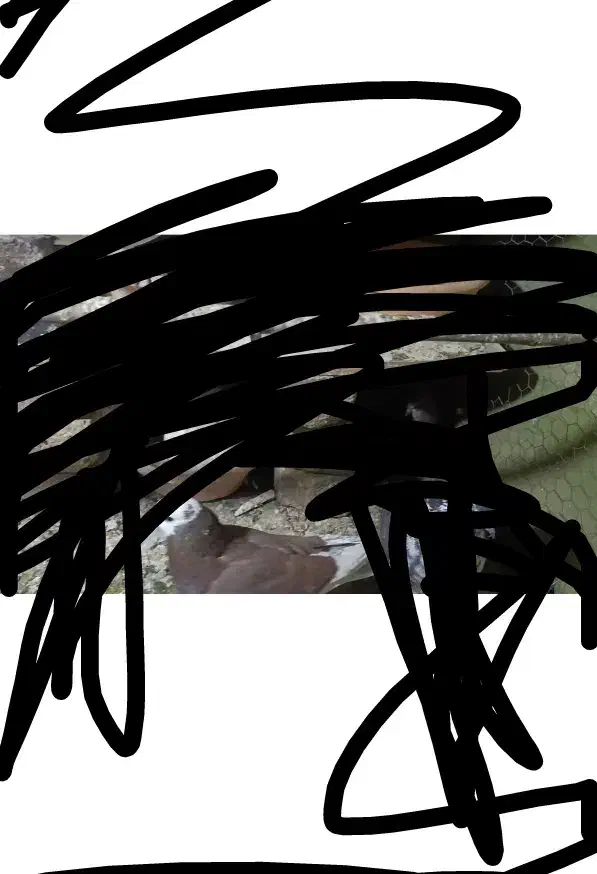 کبوتر گمشده|حیوانات|قم, نیروگاه|دیوار