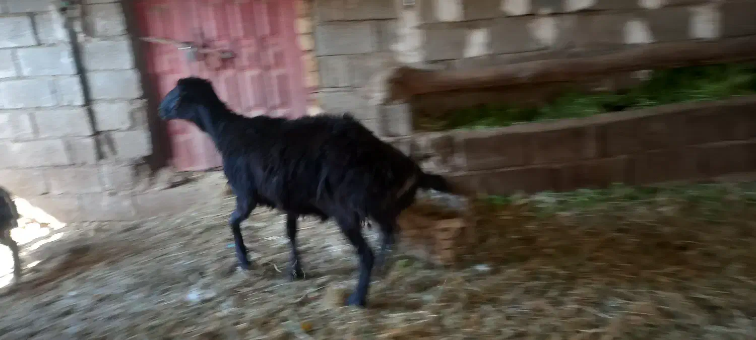 قوچ قزل|حیوانات مزرعه|آسارا, |دیوار