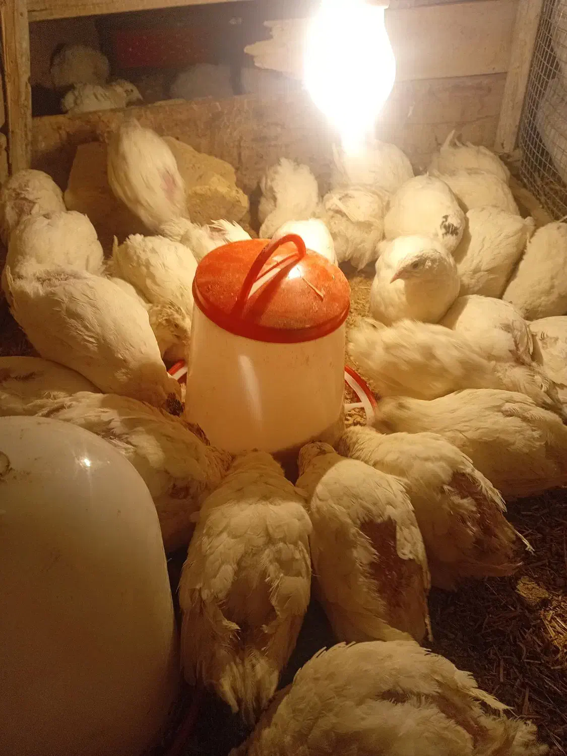 بلدرچین تخم گذار|حیوانات مزرعه|رودشت (اصفهان), |دیوار