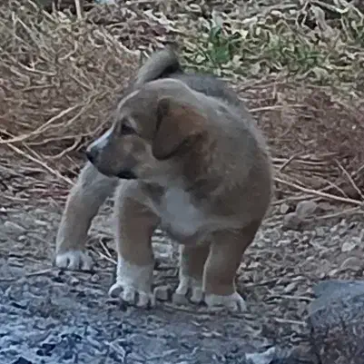 توله نر خراسانی|سگ|جوین, |دیوار