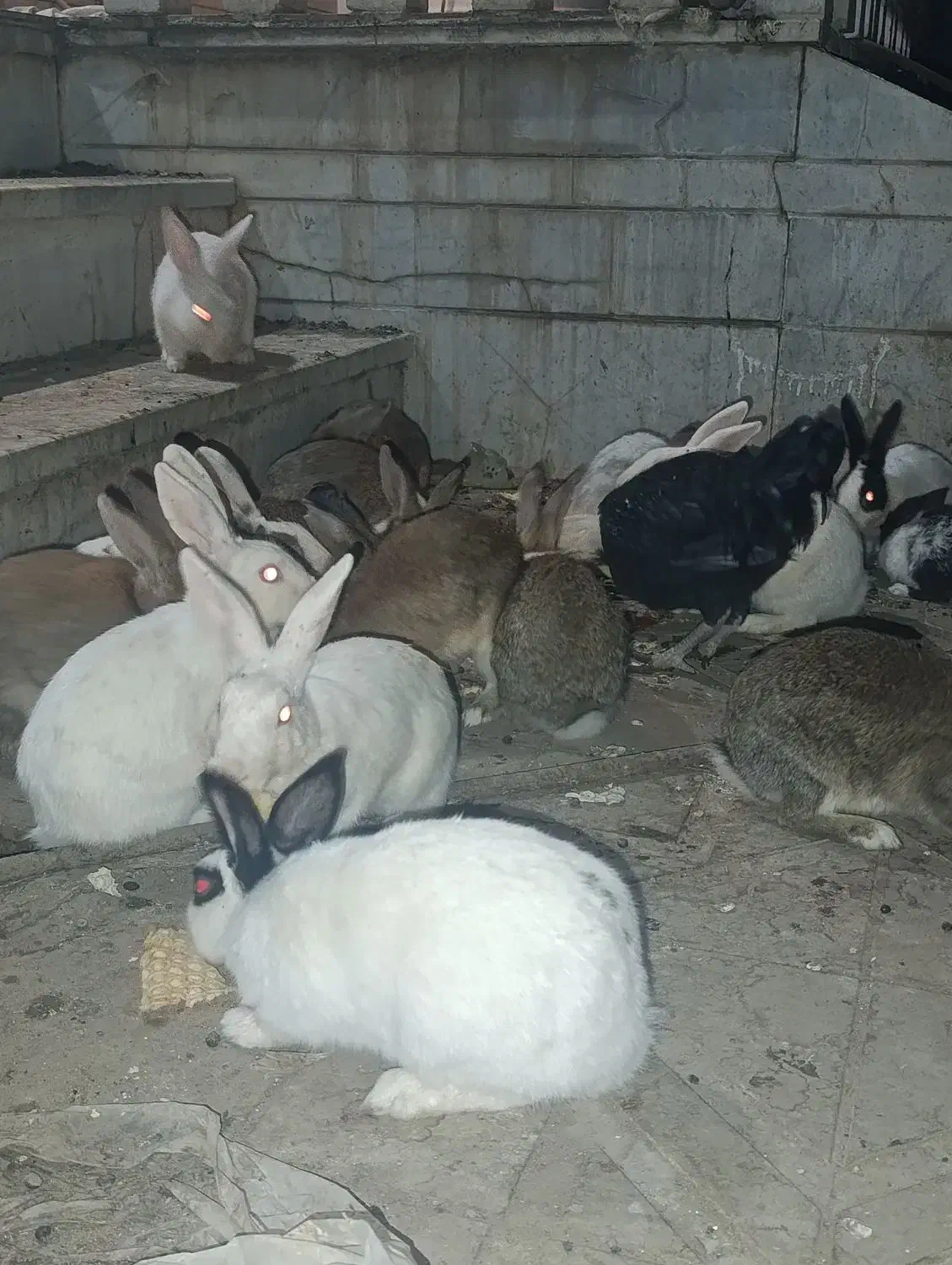 خرگوش|موش و خرگوش|داراب, |دیوار