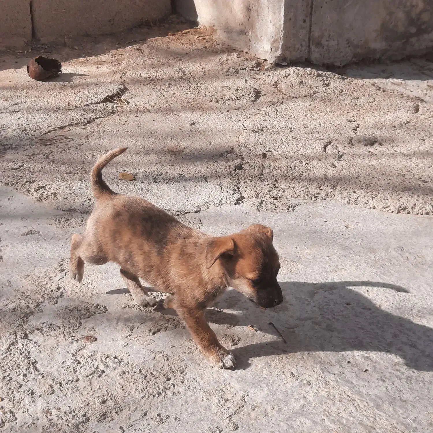 سگ پاکوتاه|سگ|آشخانه, |دیوار