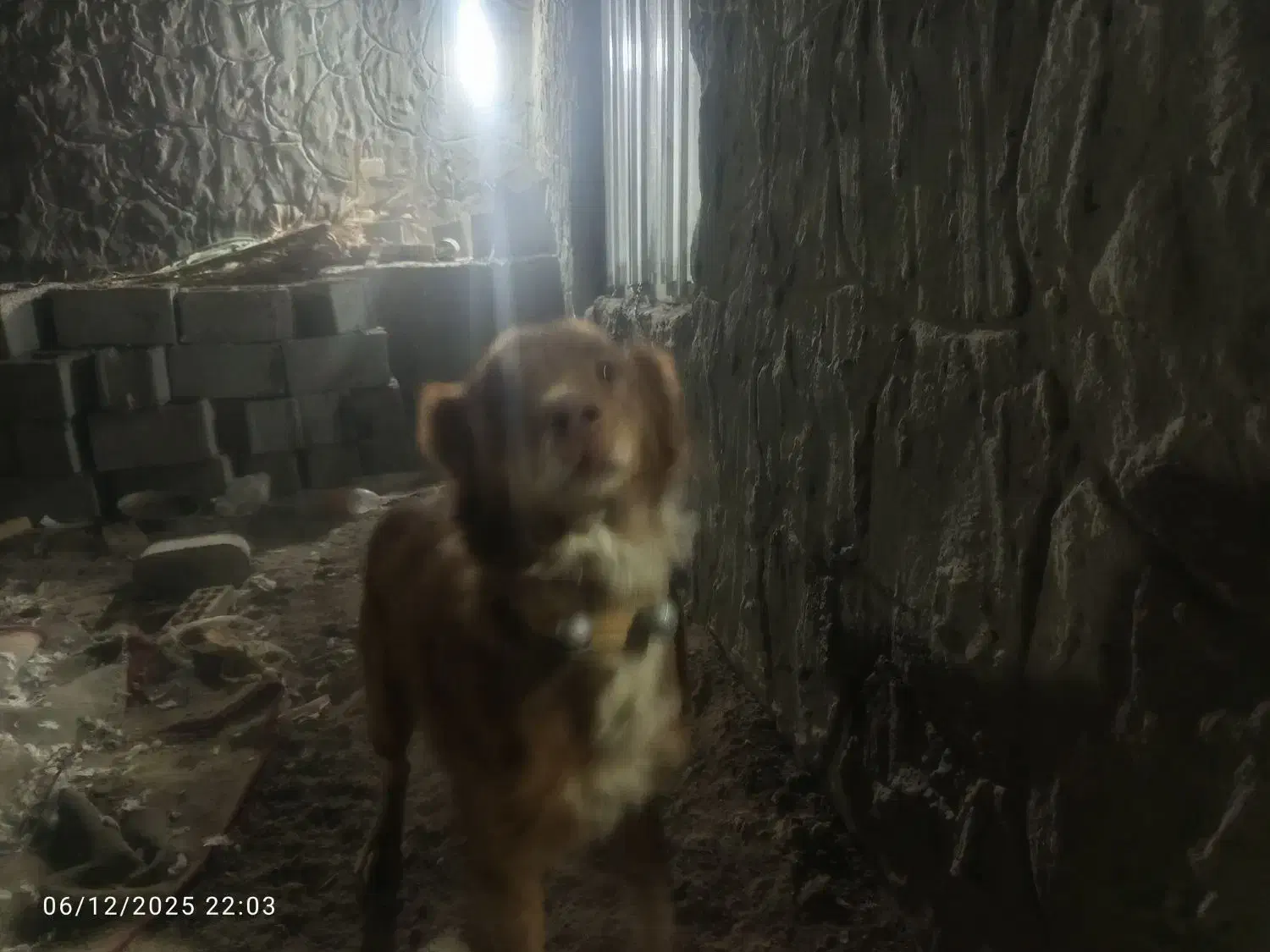 سگ برای نگهبانی|سگ|رفسنجان, |دیوار