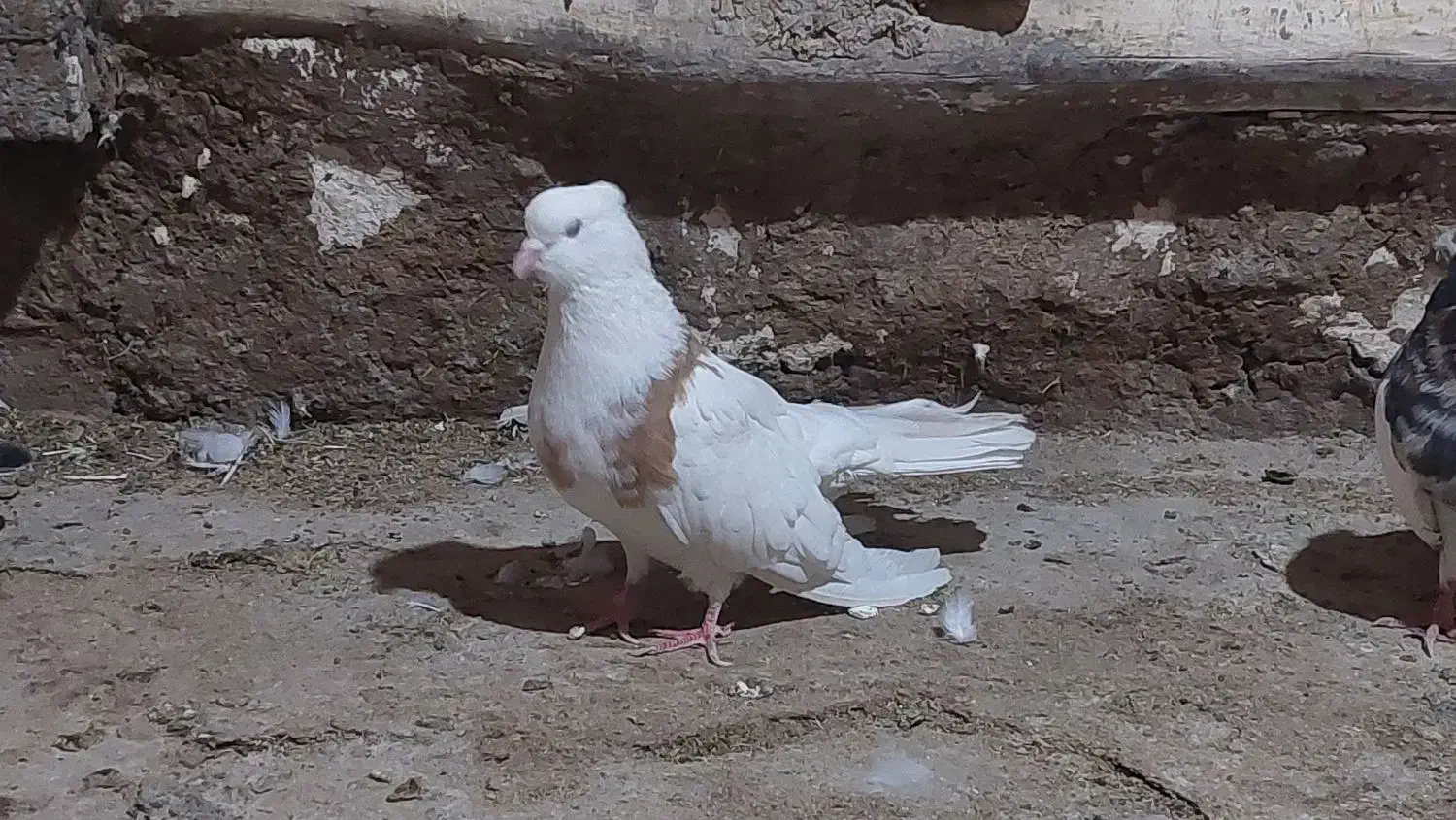 کبوتر|پرنده|گهواره, |دیوار