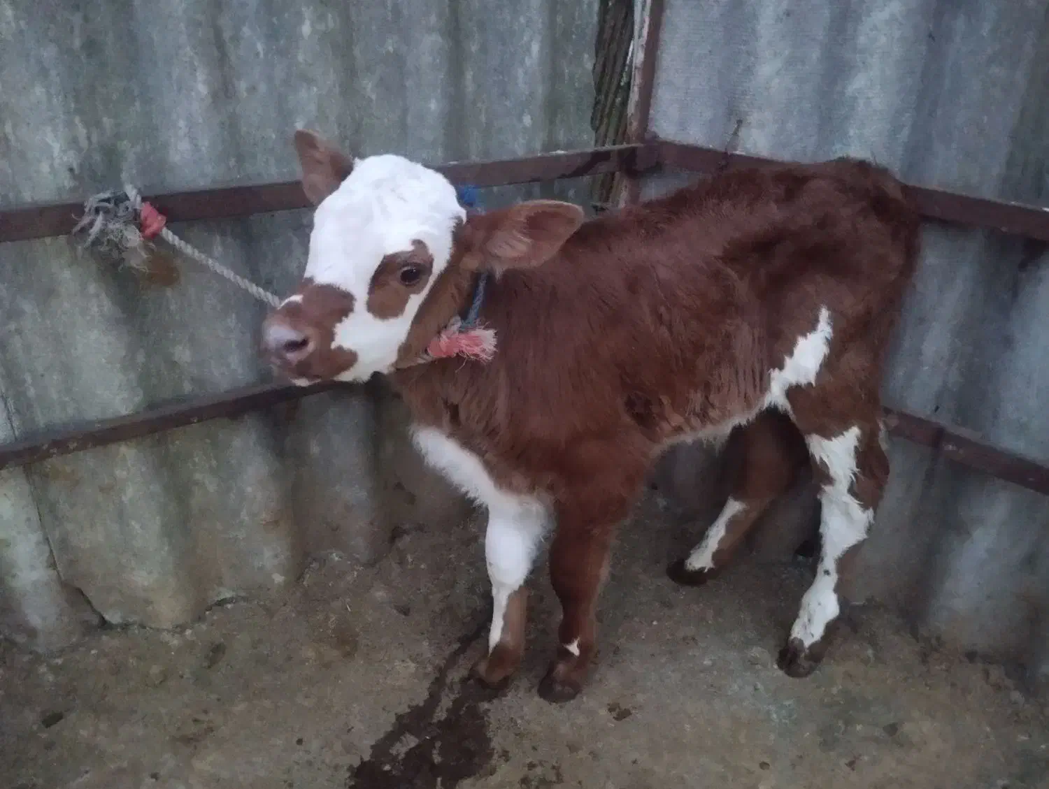 گوساله نر سیمینتال|حیوانات مزرعه|شفت, |دیوار