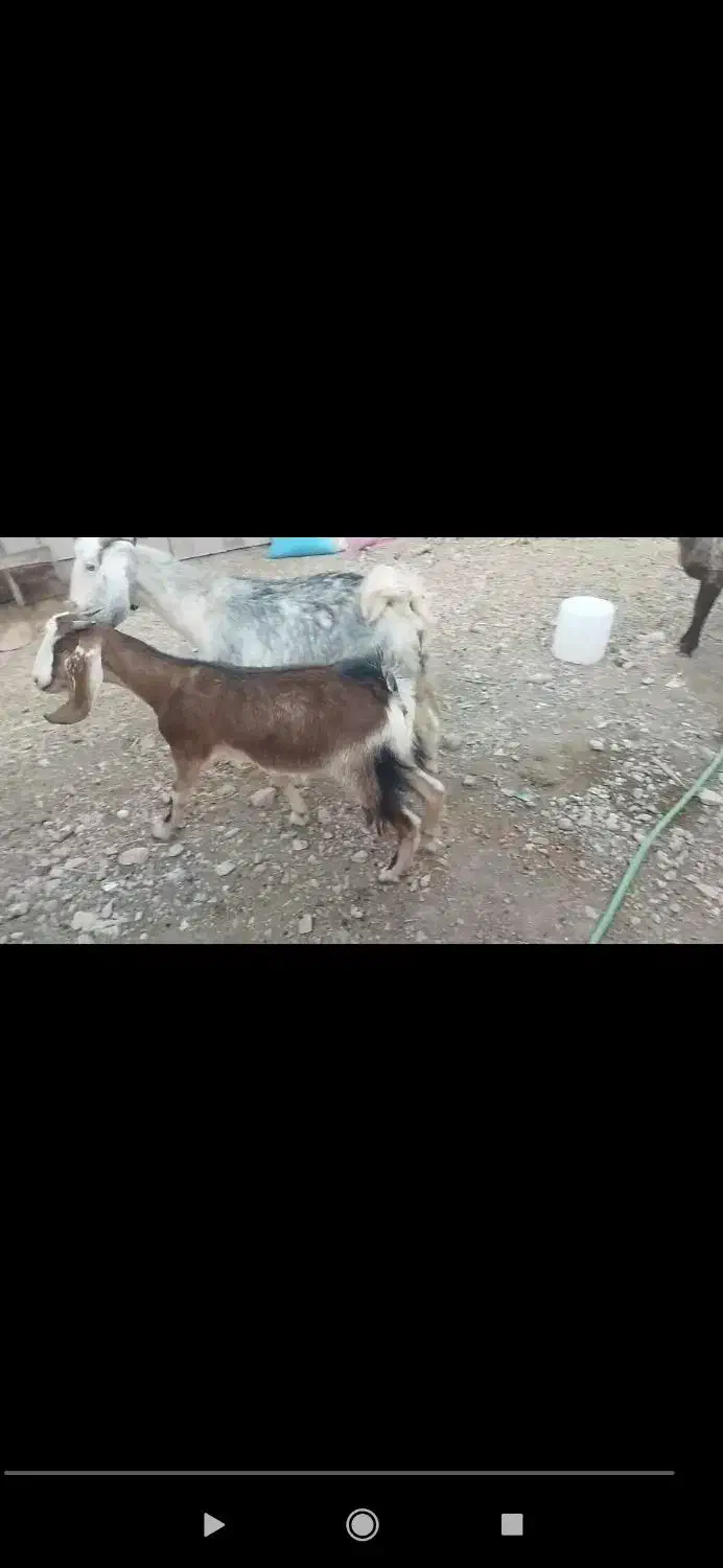 دو عدد بز جوان دورگ عالی|حیوانات مزرعه|خواف, |دیوار