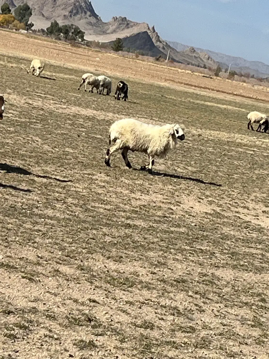 قوچ گوراند پاچن|حیوانات مزرعه|خاش, |دیوار