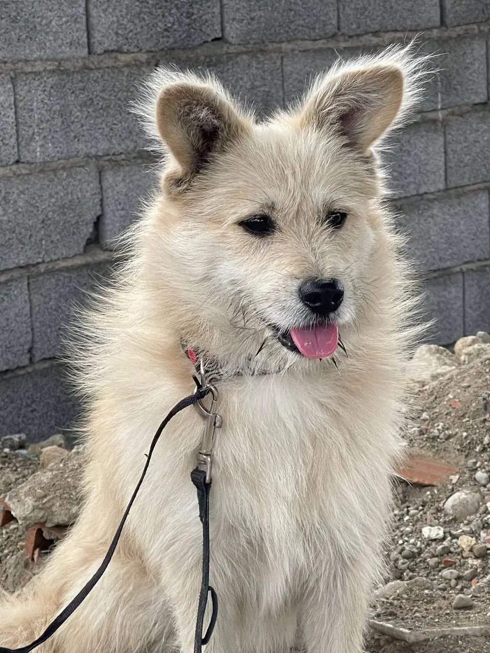 سگ پاکوتاه|سگ|قائمشهر, |دیوار