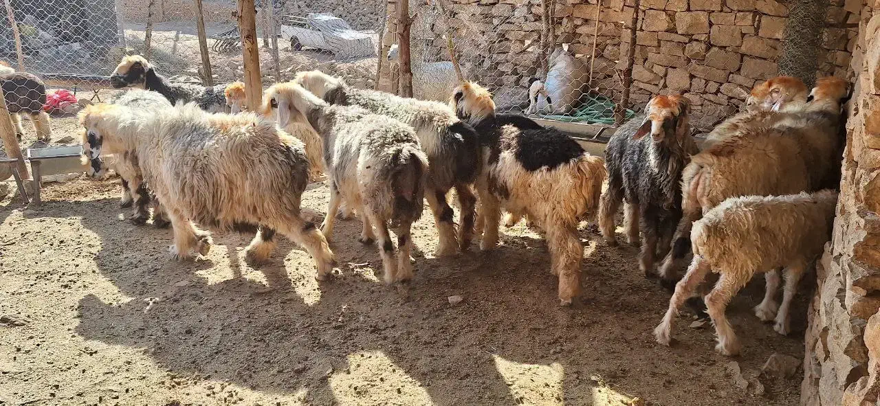 میش و دو بر|حیوانات مزرعه|مسجد سلیمان, |دیوار